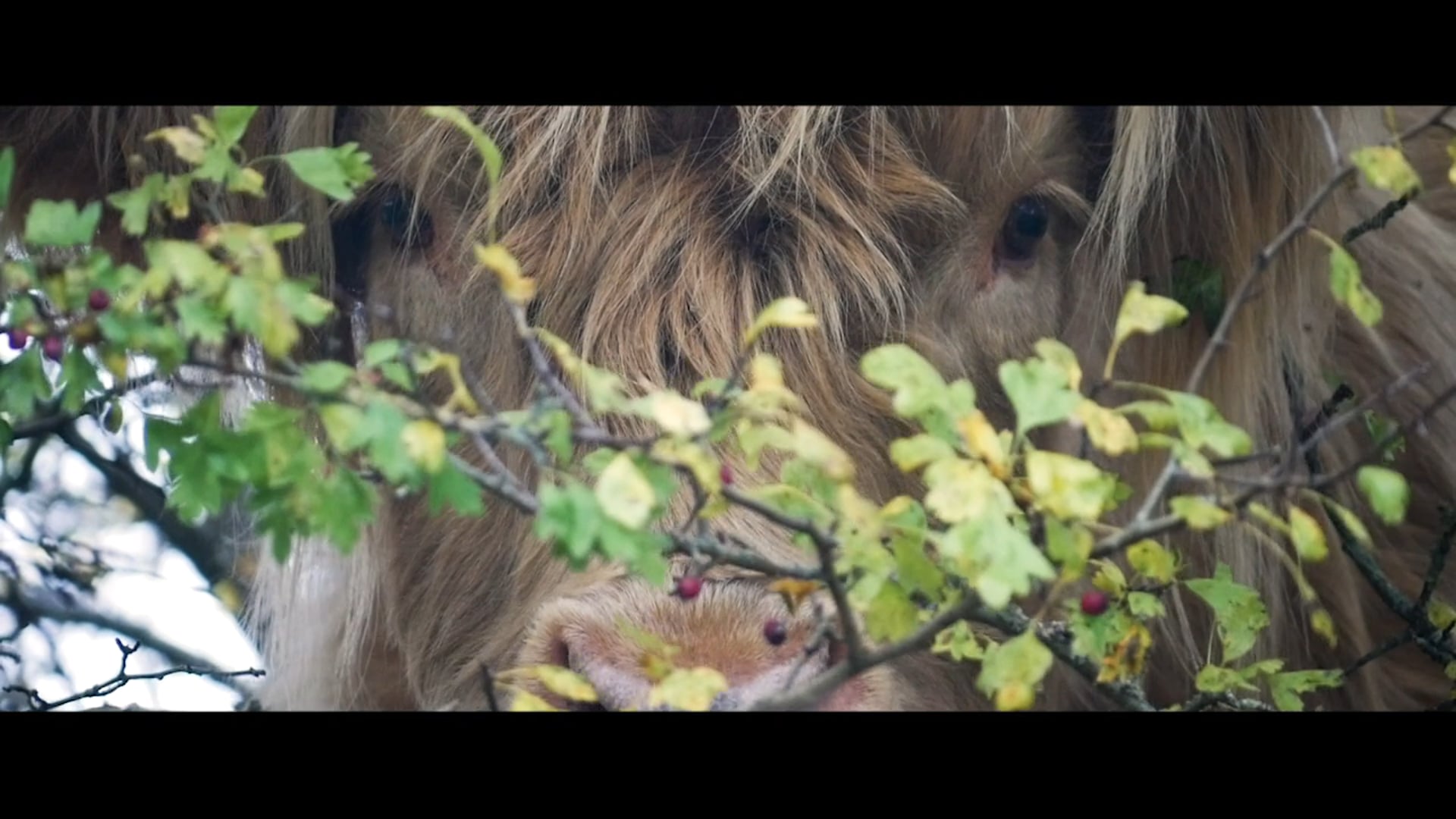 Vimeo Videos 9