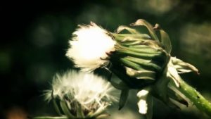 Flowers In My Garden - Vimeo thumbnail