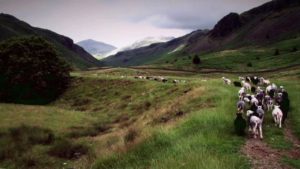 Sheep on Hard Knott, Eskdale, Cumbria - Vimeo thumbnail